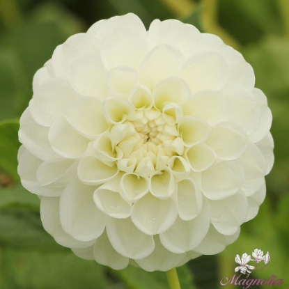 Picture of Orset Beauty
