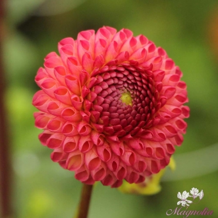Picture for category Pompon Dahlias