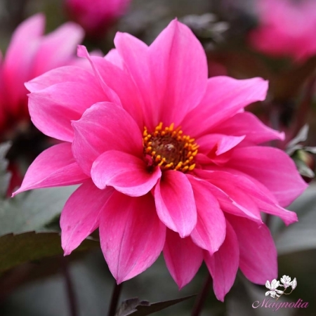 Picture for category Peony Flowering