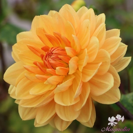 Picture for category Waterlily Flowering