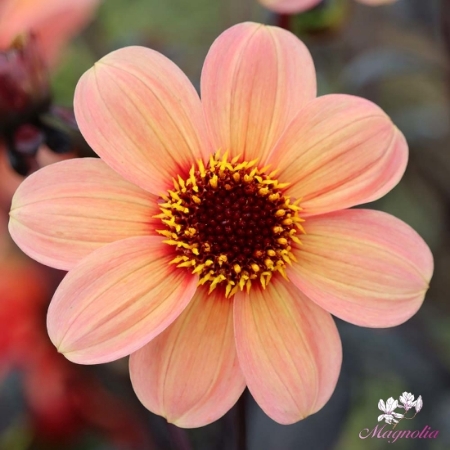 Picture for category Single Flowering