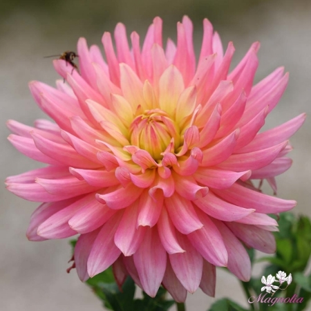 Picture for category Cactus Dwarfs