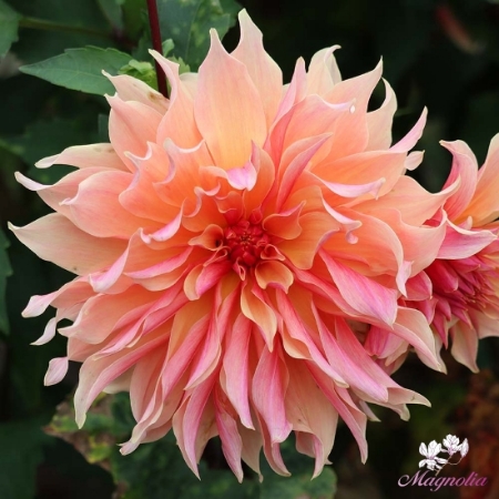 Picture for category Decorative Large