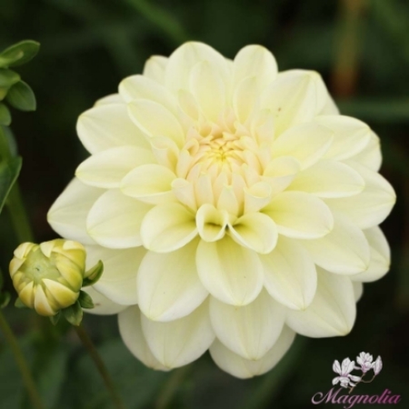 Picture for category Decorative Small