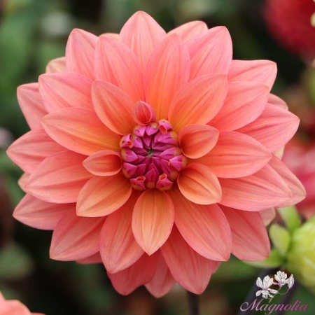 Picture for category Decorative Dahlias