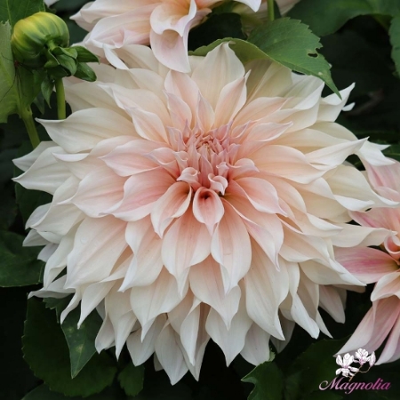 Picture for category Decorative Giants