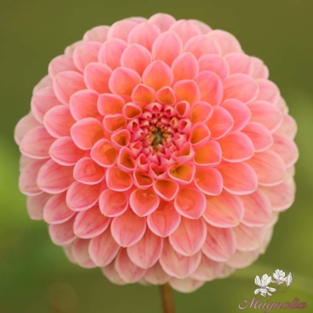 Picture for category Ball Dahlias
