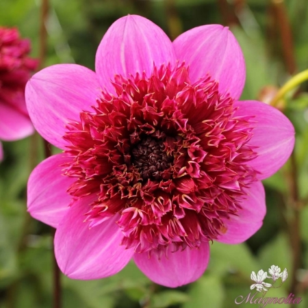 Picture for category Anemone