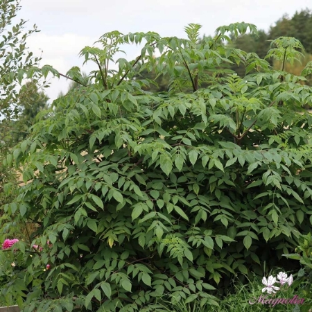 Picture for category Other Dahlias