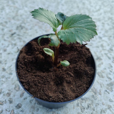 Picture for category Cuttings