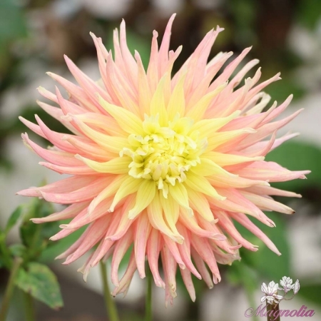 Picture for category Cactus Dahlias