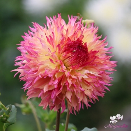 Picture for category Lacinated Dahlias