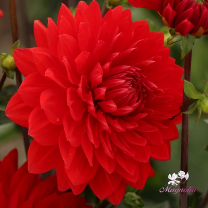 Picture of Garden Wonder