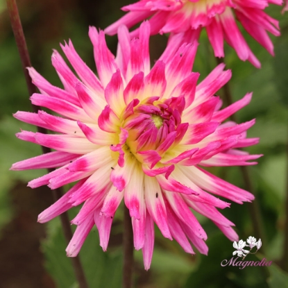 Picture of Orchid Princess
