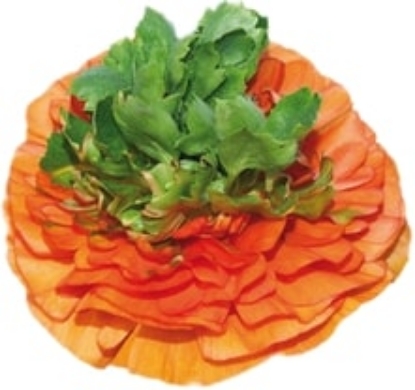 Bild på Elegance Arancio