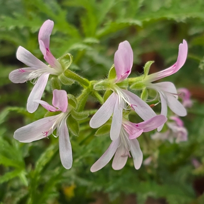 Bild på P. Denticulatum 'Filicifolium'