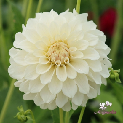 Picture of Glossy Florentine