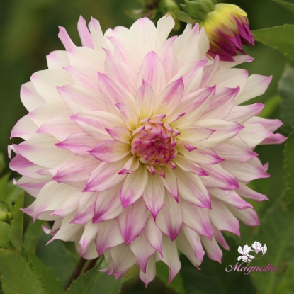 Bild på Ferncliff Illusion