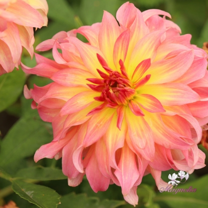Picture of Go Go Pink Yellow