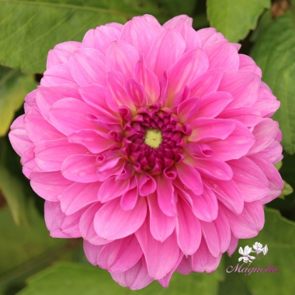 Picture of Go Go Pink