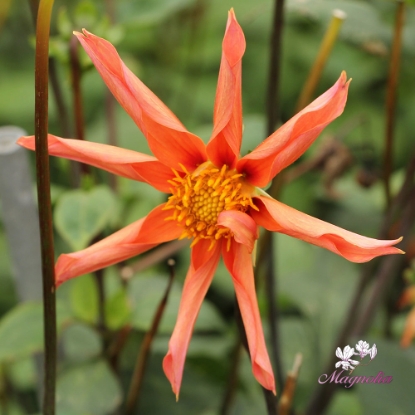 Picture of Honka Orange