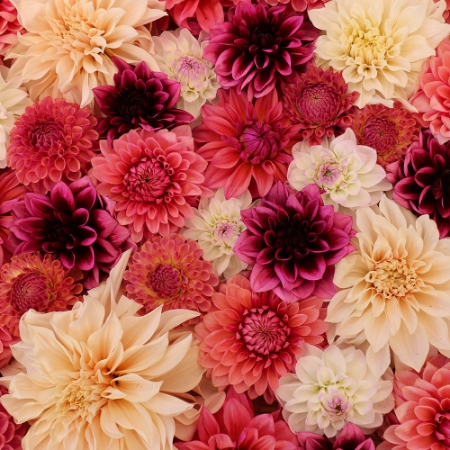 Picture for category Dahlia Collection
