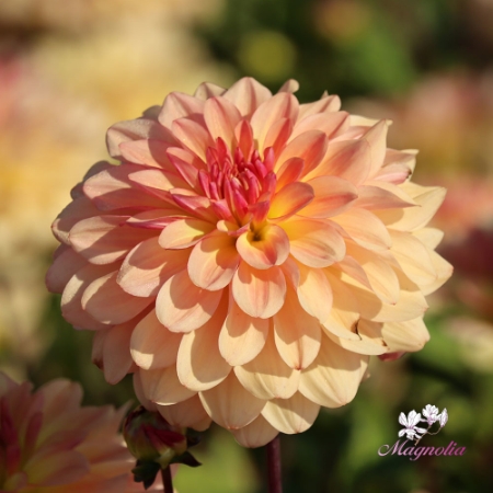 Picture for category Exclusive varieties