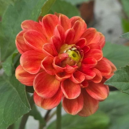 Picture of Maries Lave Laks